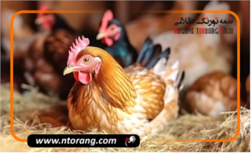 معرفی بهترین داروهای تقویتی برای پرورش مرغ تخمگذار